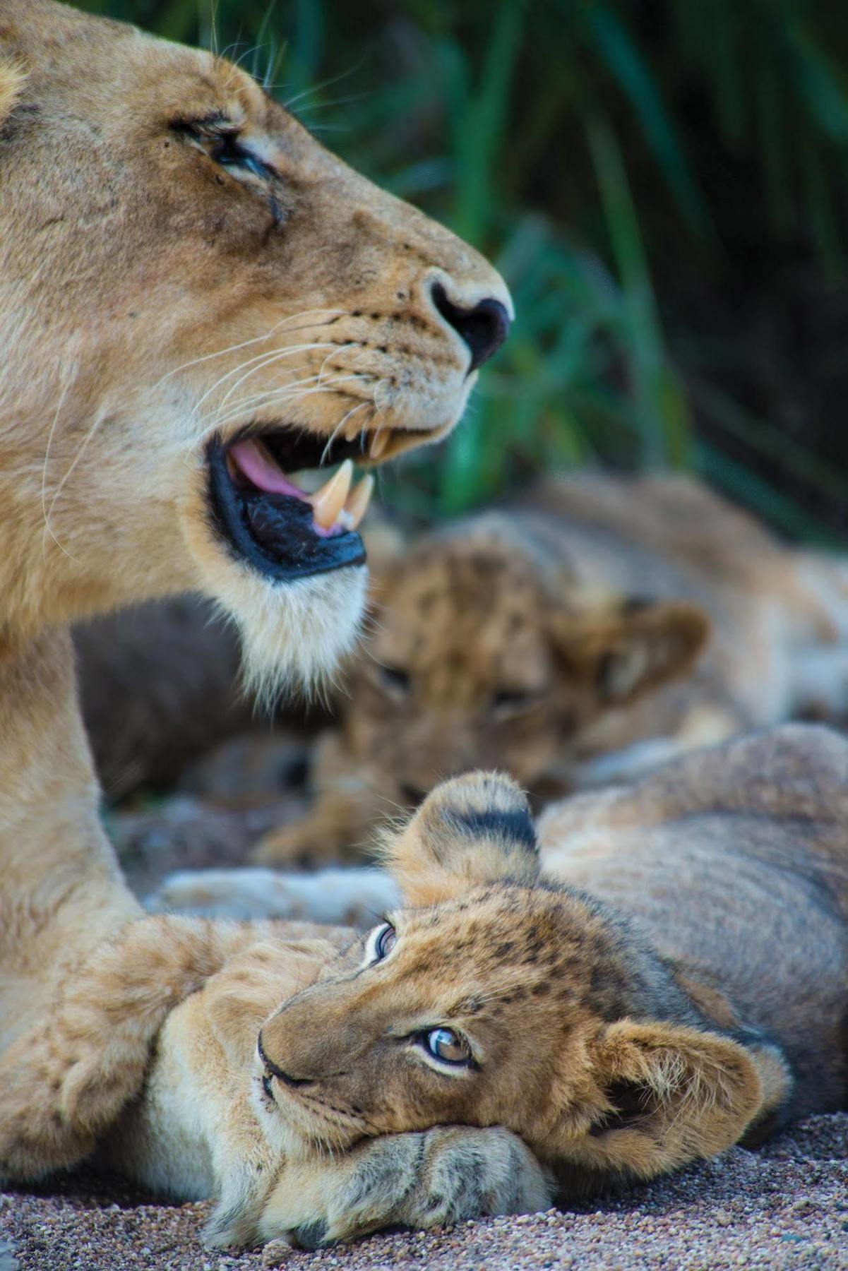 Lion Sands - Tinga Lodge 史库库莎 外观 照片